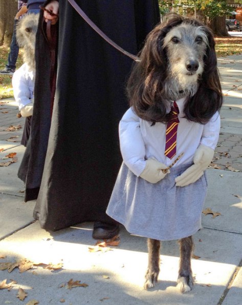 funniest-dog-halloween-costumes-1
